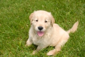 Golden retriever potty training