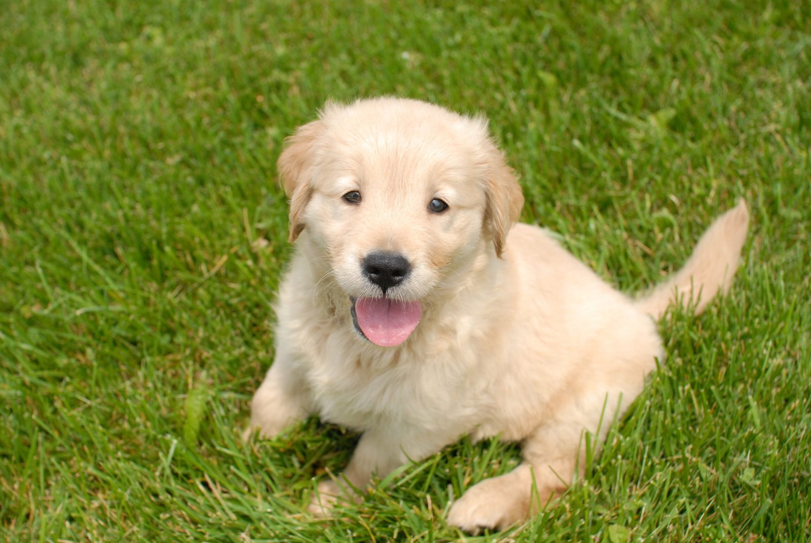 Golden retriever potty training