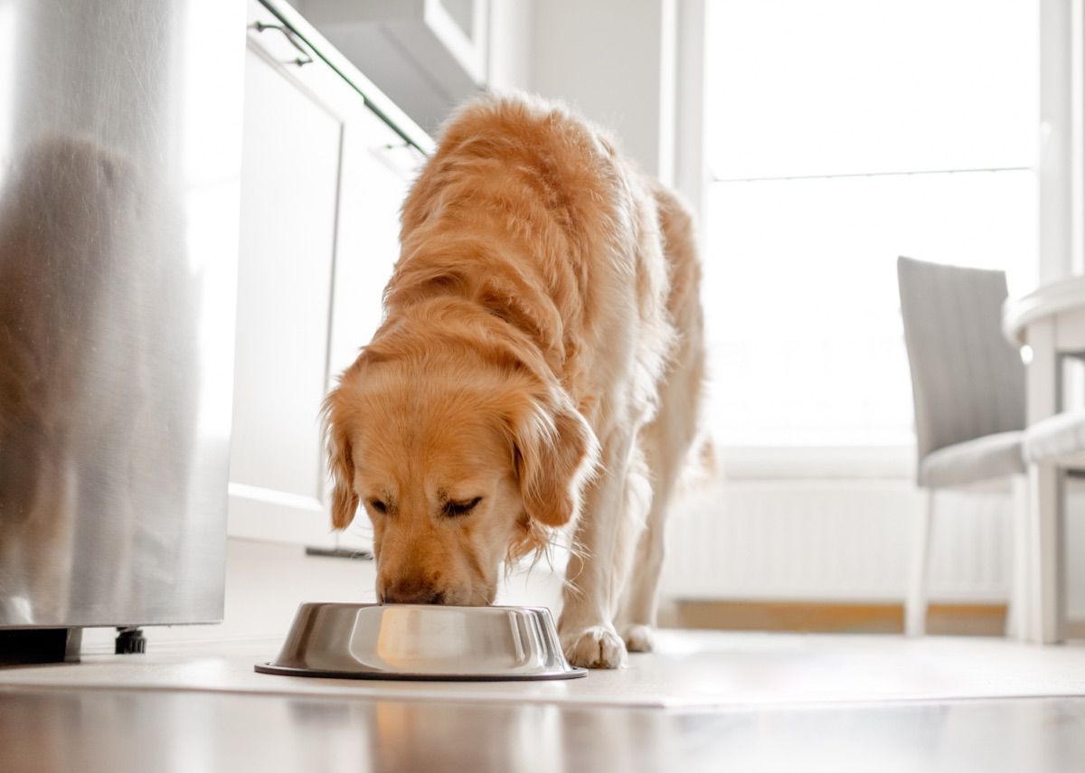 Golden retriever relaxing contentedly after a supplement routine