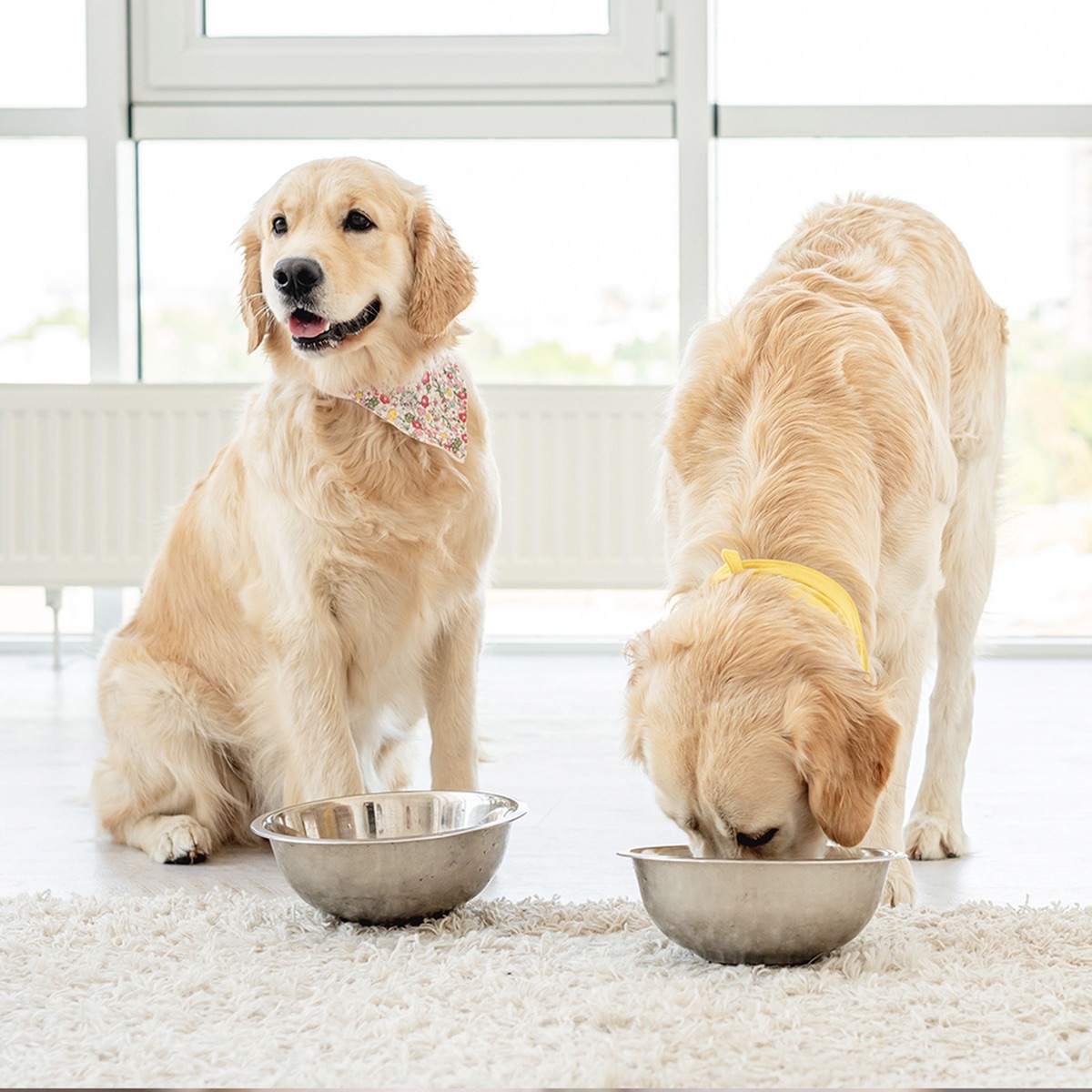 Postbiotic powder mixed into a small portion of wet dog food