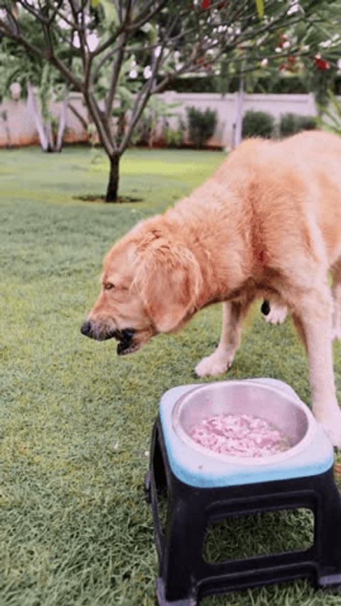 Golden retriever eating a meal during a probiotic comparison