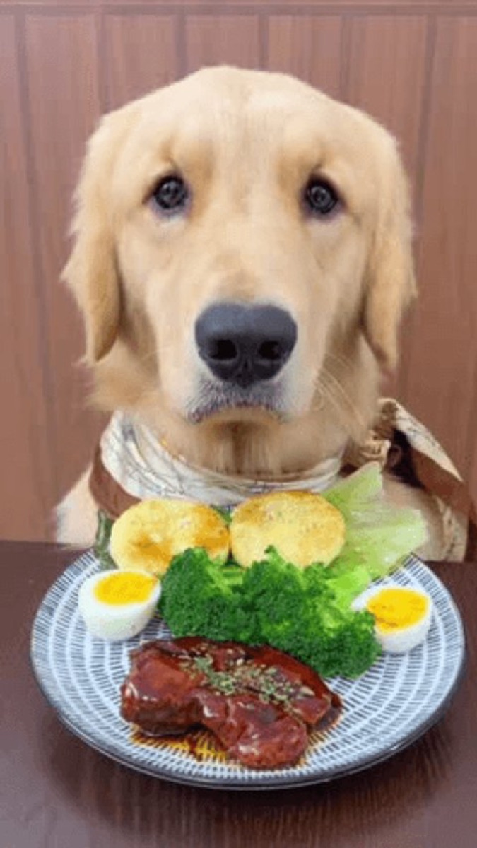 Golden retriever gut health and daily nutrition