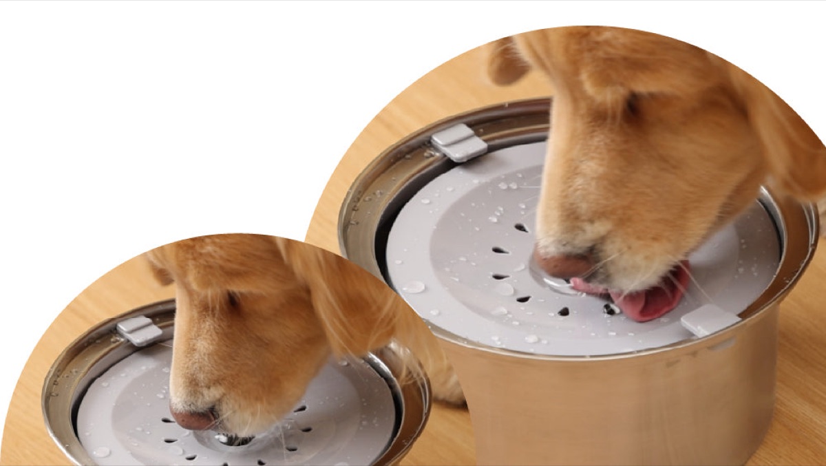 Golden retriever eating — gut health and daily nutrition