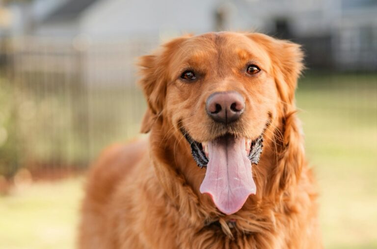 Golden retriever bad breath and oral health