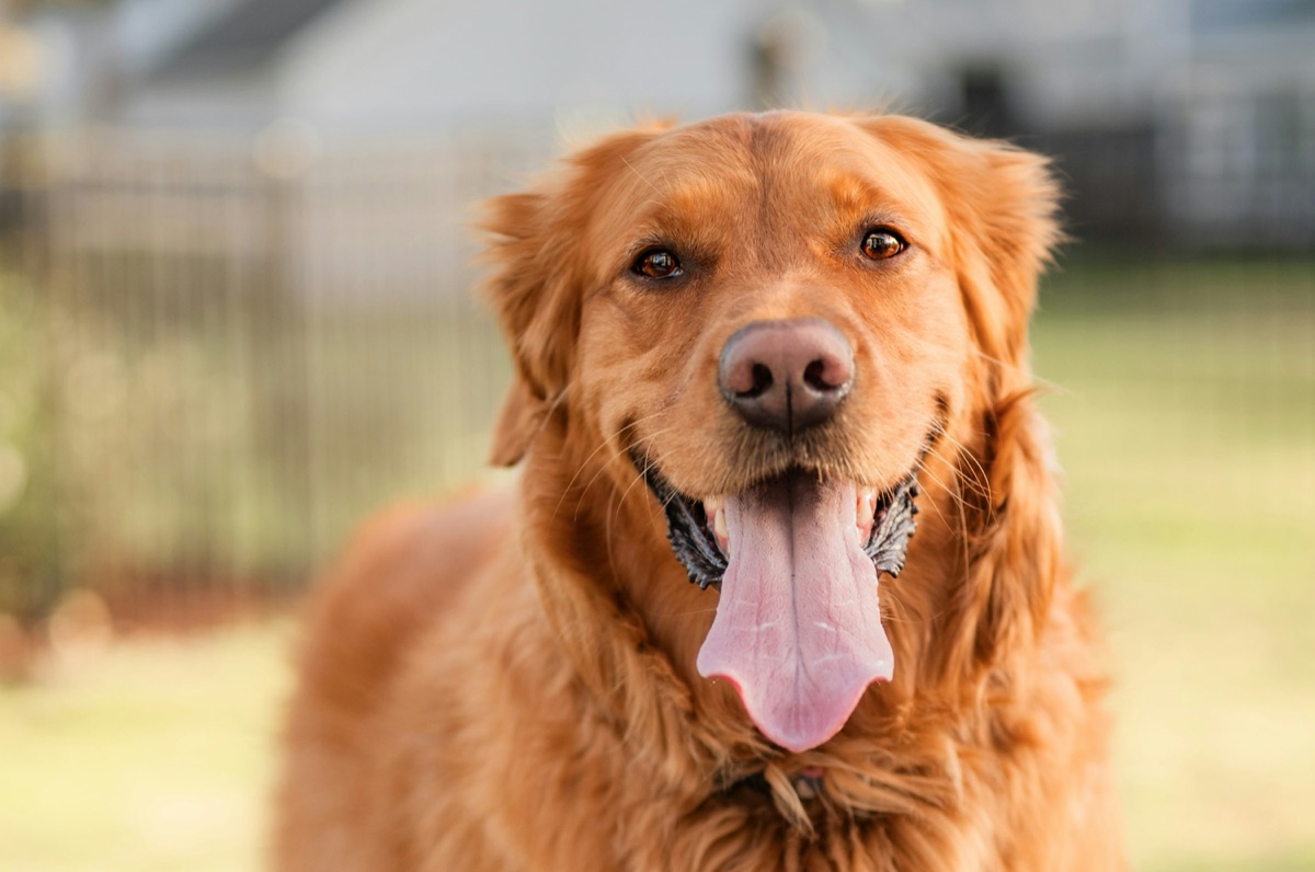 Golden retriever bad breath and oral health