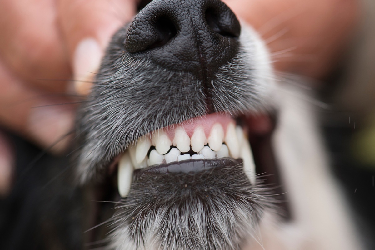 A dog's teeth up close — the oral-gut connection