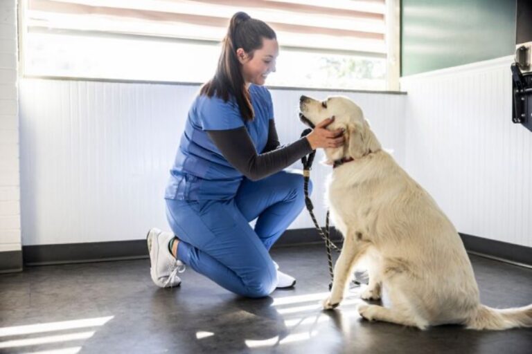 Vet reviewing a golden retriever supplement checklist