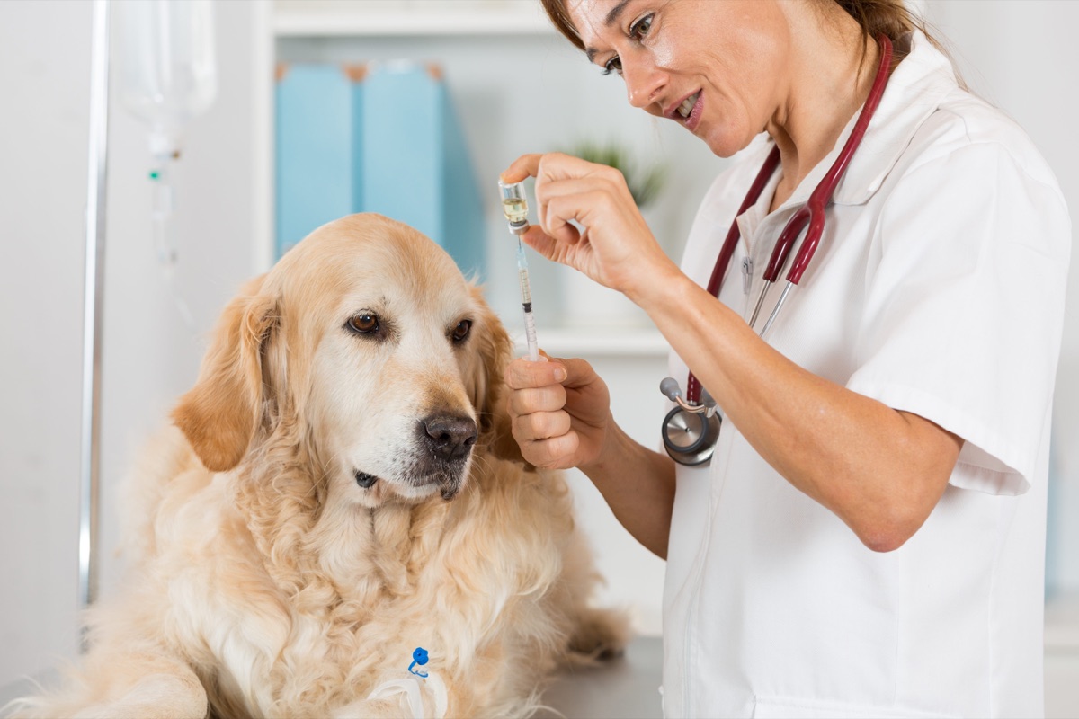 Veterinarian examining a golden retriever