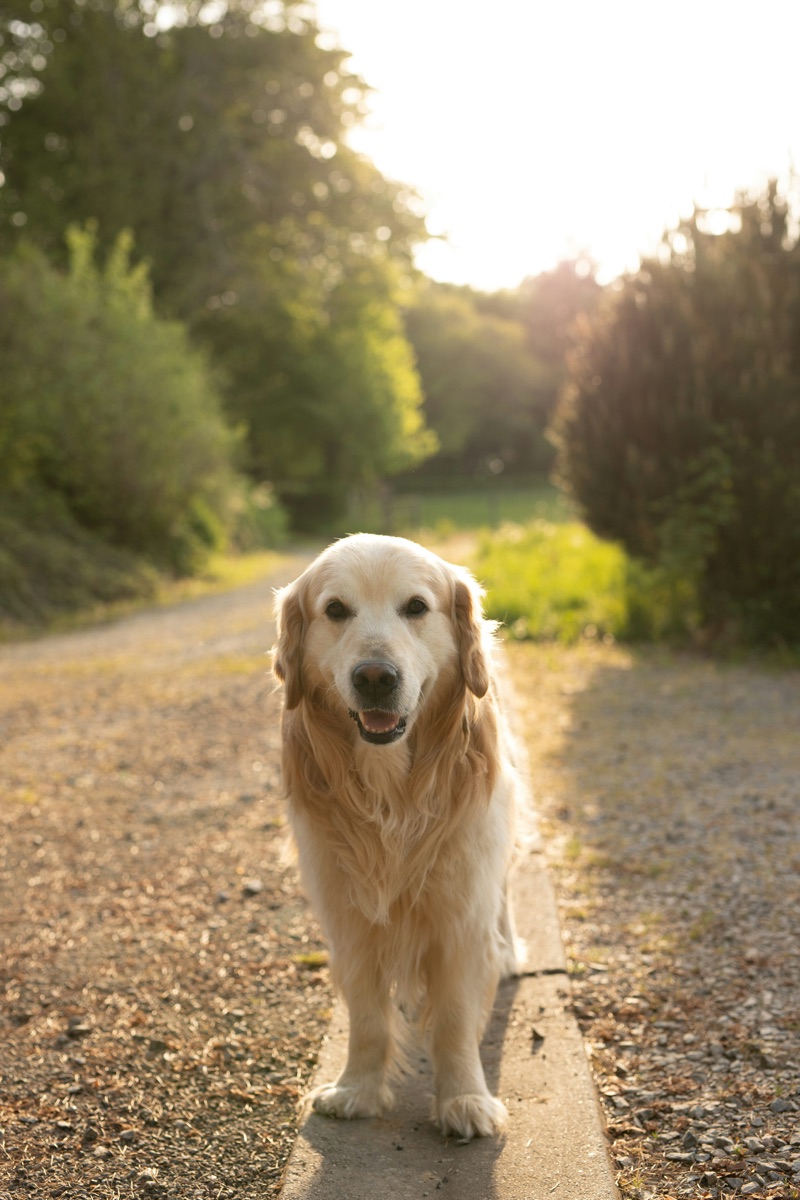 Golden retriever health and natural supplements