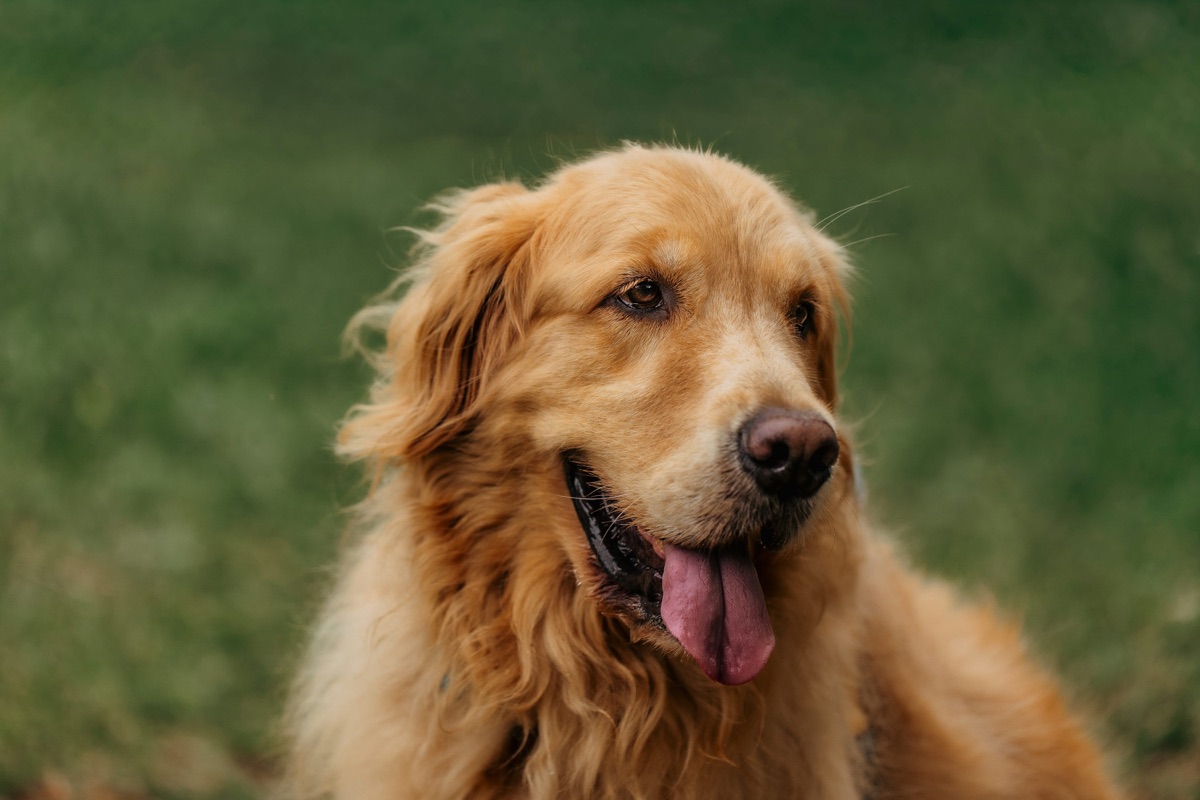 Golden retriever outdoors — rethinking natural supplements