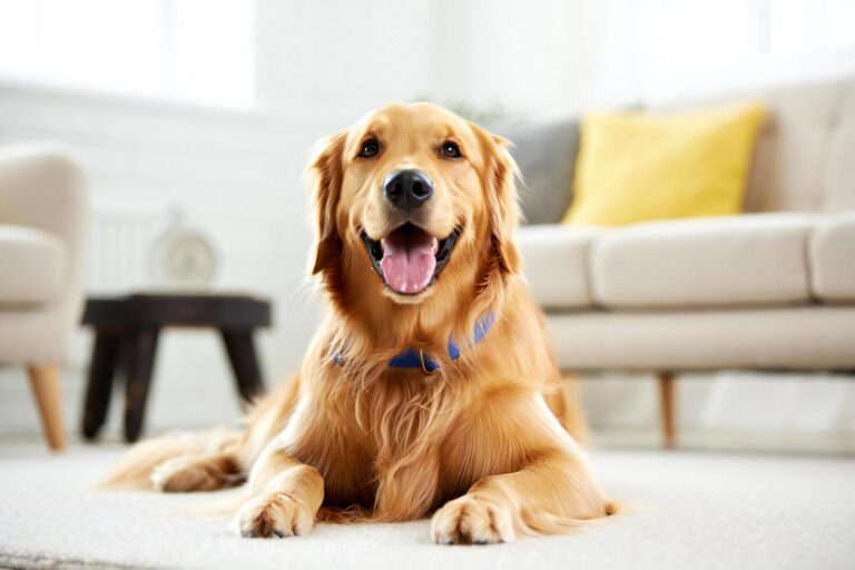 Photo of five probiotics tested on golden retriever Biscuit over sixty days
