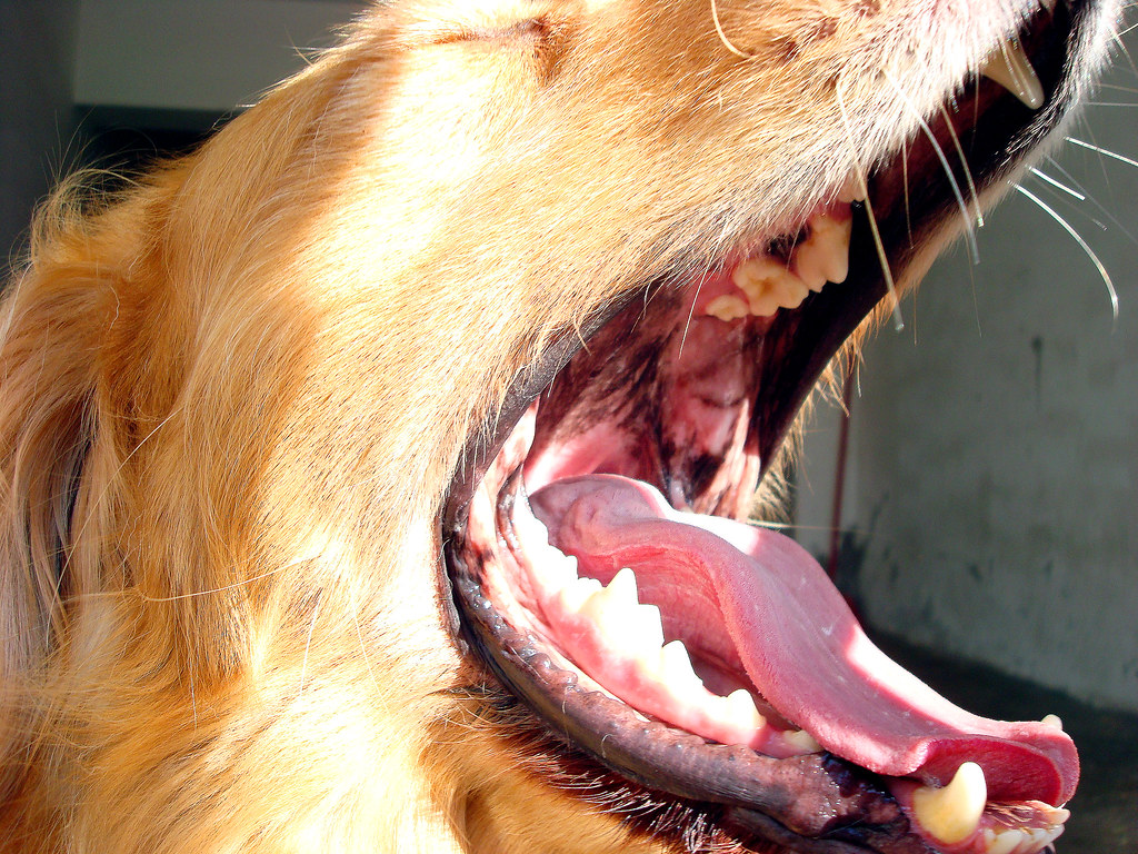 Photo of golden retriever bad breath and the oral-gut connection