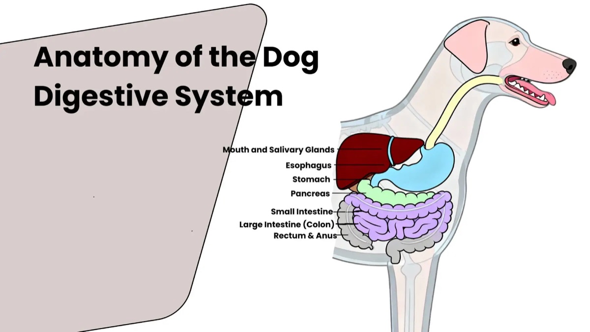 Diagram illustrating golden retriever Biscuit's six-month postbiotic results