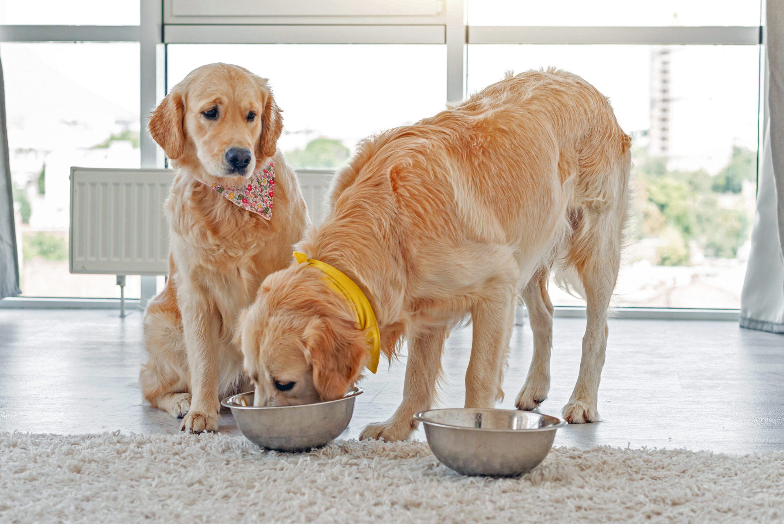 Photo of golden retriever gut health and probiotic needs