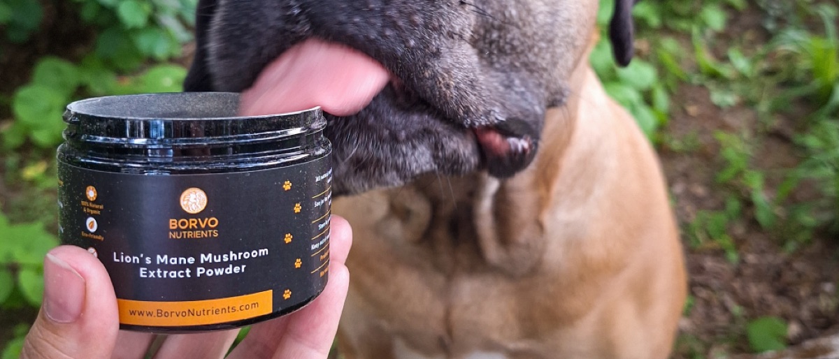 Ingredient overview for golden retriever digestive issues and gut health recovery