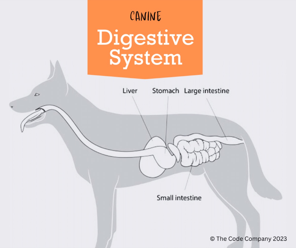 diagrams - Golden Retriever Joint Health at 7: What Our Vet Recommends