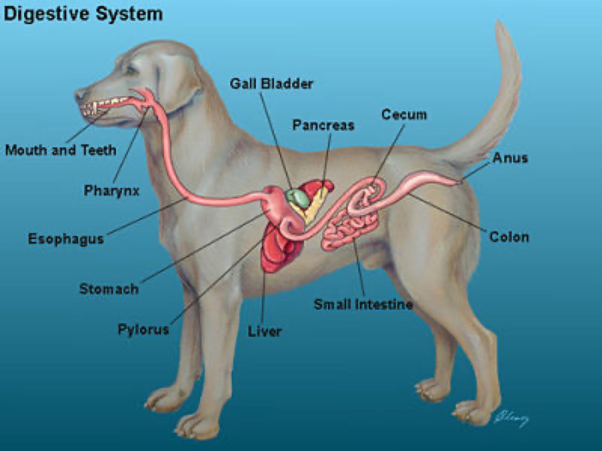 diagrams - Meet Biscuit: My 7-Year-Old Golden Retriever (And Why I Started This Blog)