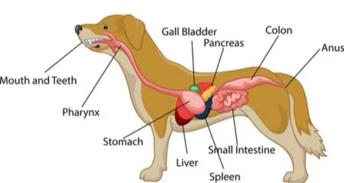 diagrams - Meet Biscuit: My 7-Year-Old Golden Retriever (And Why I Started This Blog)