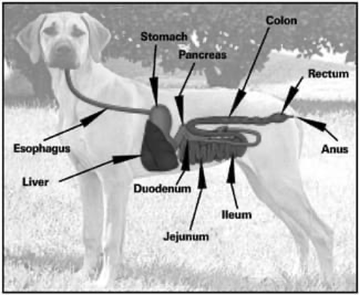 diagrams - The Picky Eater Problem: Getting Biscuit to Actually Take Supplements