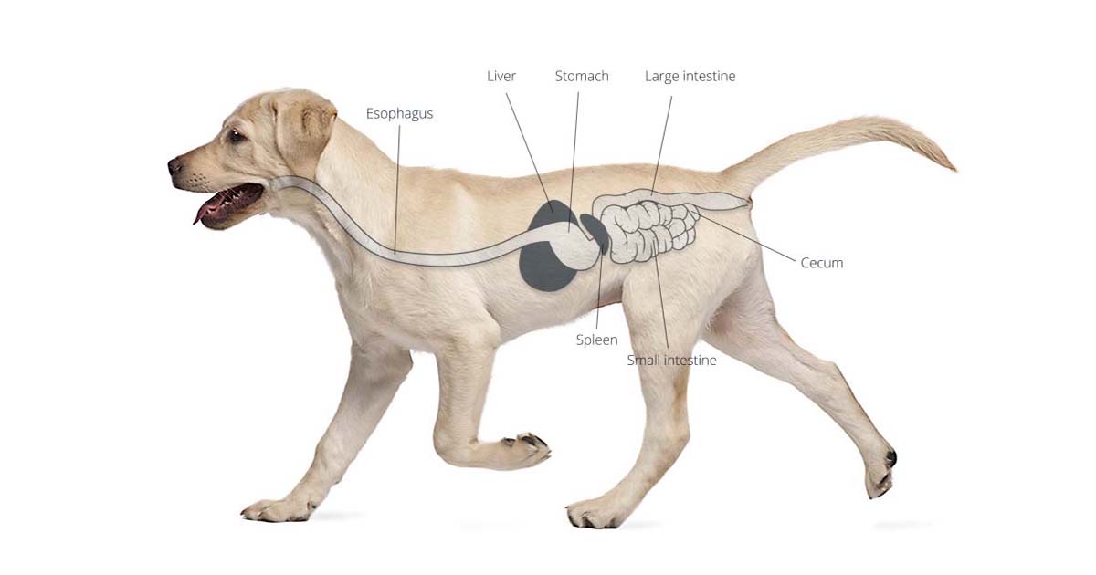 diagrams - Senior Dog Supplement Routine: Our Complete Daily Stack