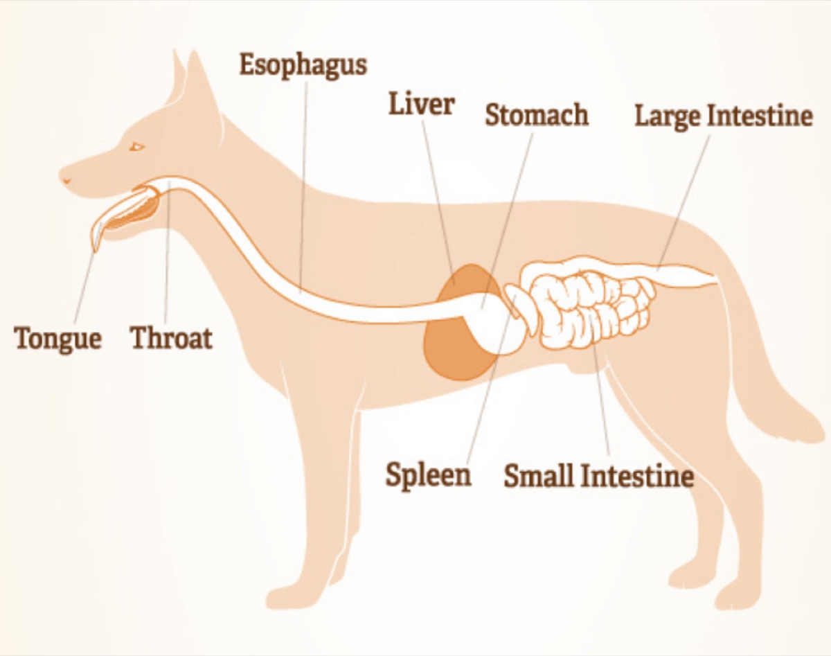 diagrams - Senior Dog Supplement Routine: Our Complete Daily Stack