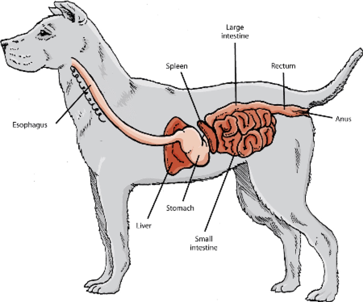 diagrams - Biscuit's 6-Month Postbiotic Journey: An Honest Update