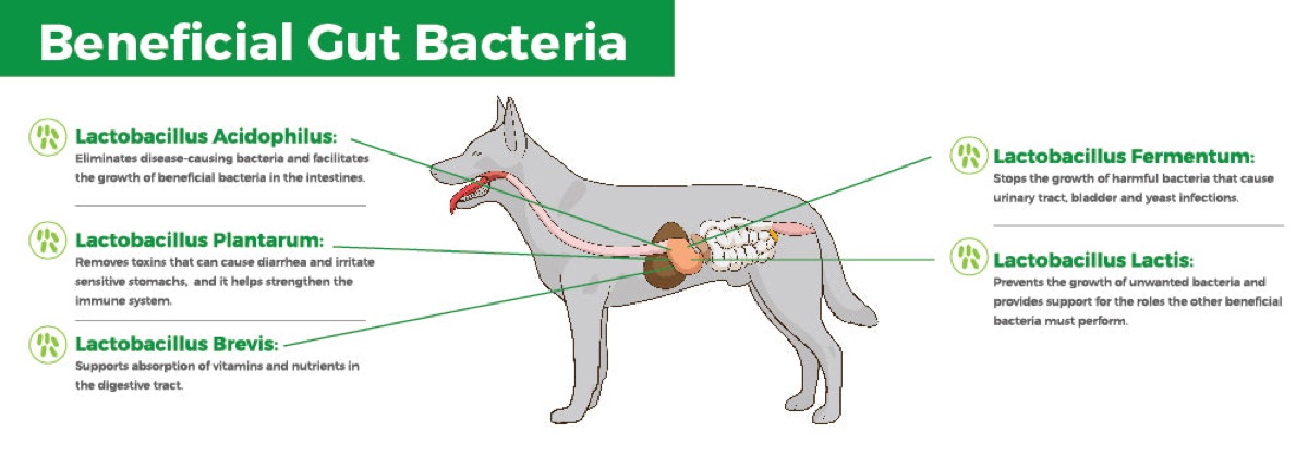 diagrams - Biscuit's 6-Month Postbiotic Journey: An Honest Update