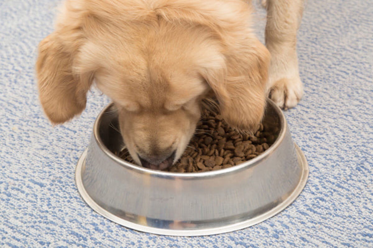 dogs-supplements - A Year of Documenting Biscuit's Health: What the Data Shows