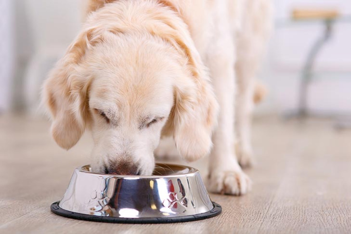 dogs-supplements - Our 2026 Supplement Routine: What Biscuit Actually Takes Daily