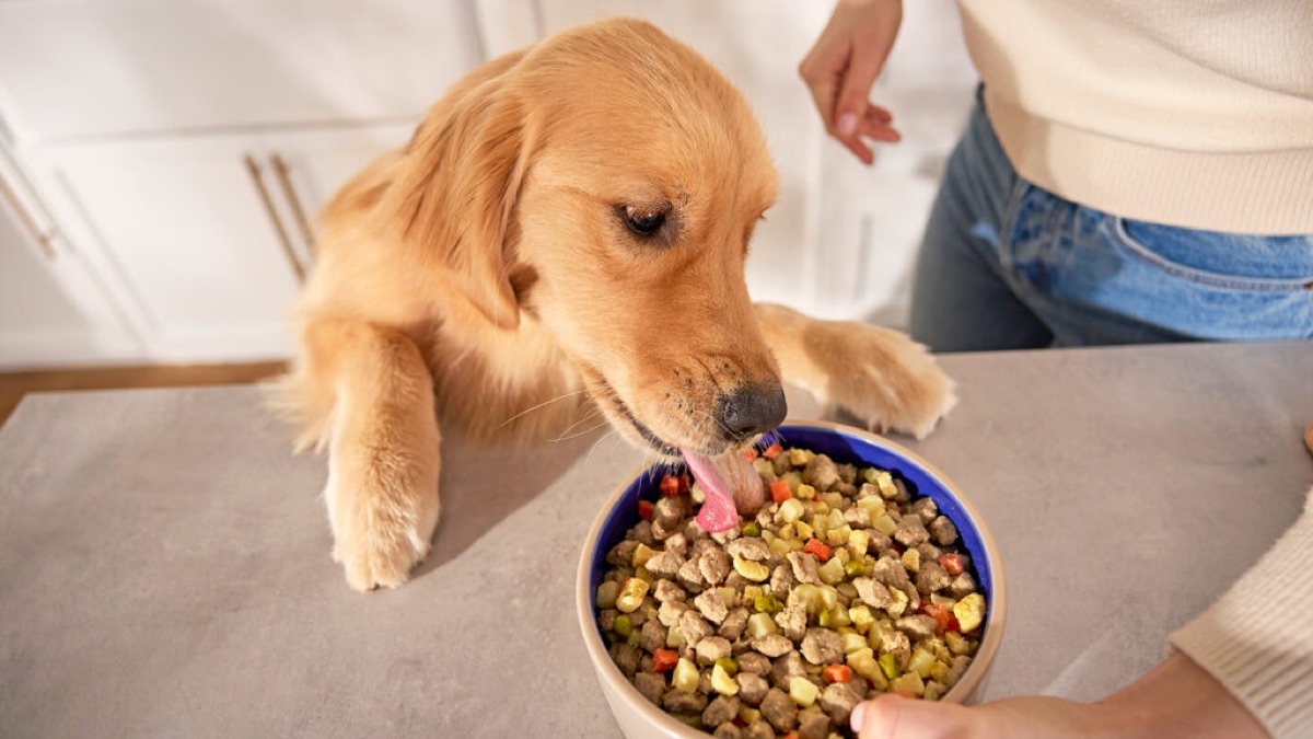 dogs-supplements - Our 2026 Supplement Routine: What Biscuit Actually Takes Daily