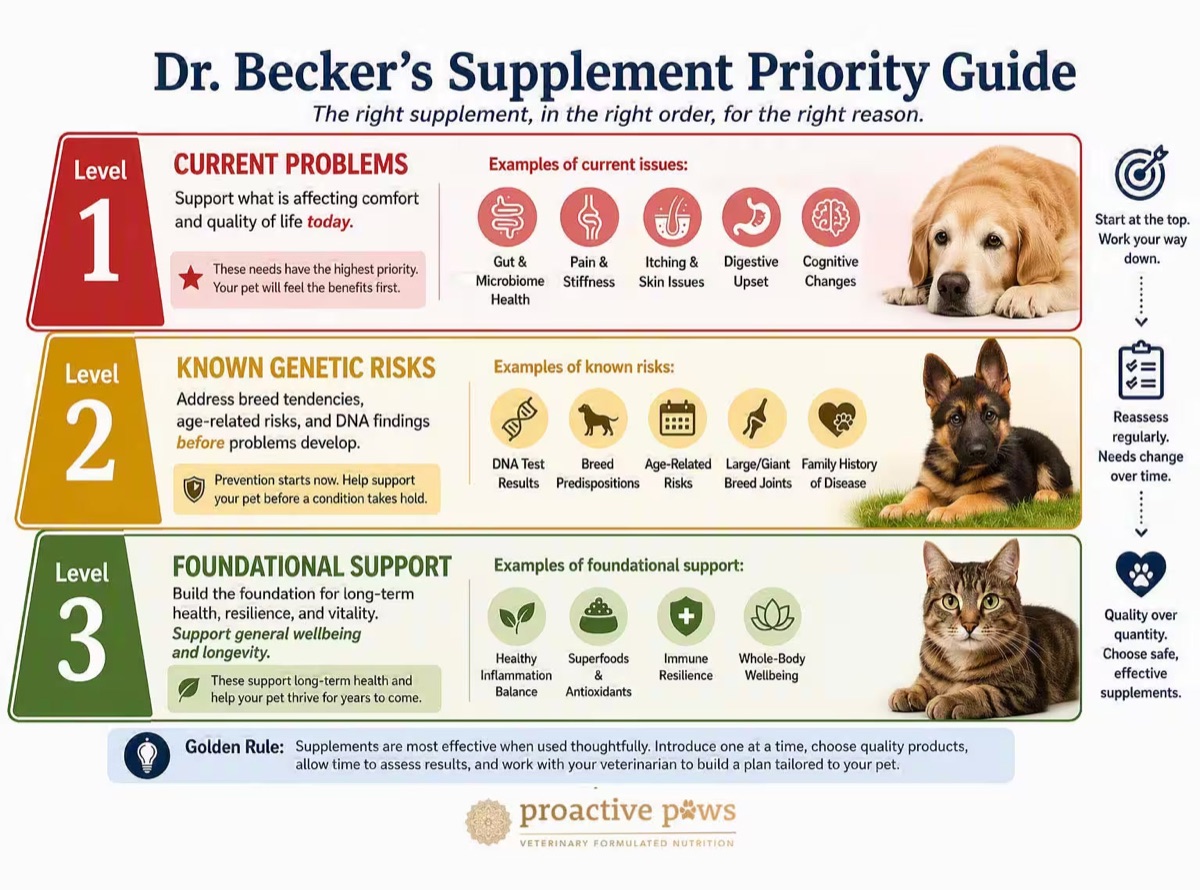 infographics - I Read 50 Studies on Dog Gut Health So You Don't Have To