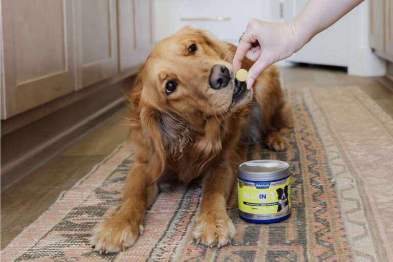 Photo of an investigation of natural dog supplements
