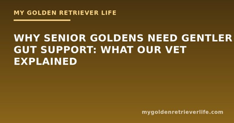 Why Senior Goldens Need Gentler Gut Support: What Our Vet Explained