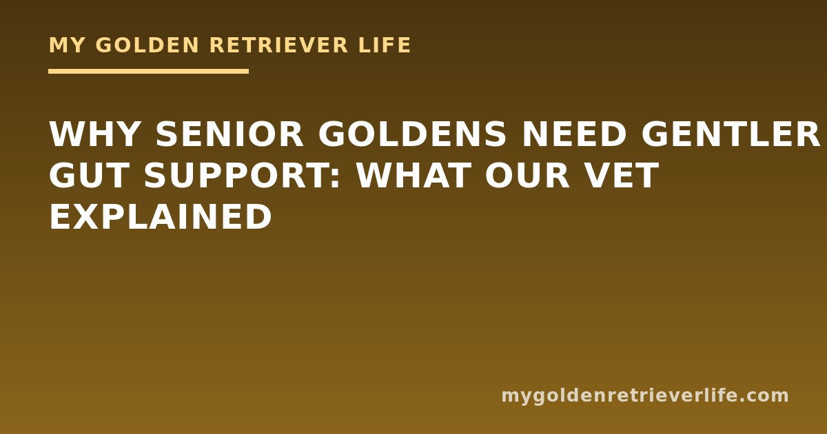 Why Senior Goldens Need Gentler Gut Support: What Our Vet Explained