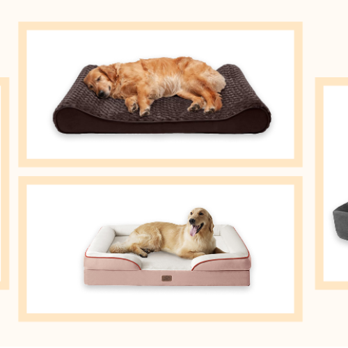 Budget vs. Premium: Orthopedic Dog Beds for Large-Breed Joints