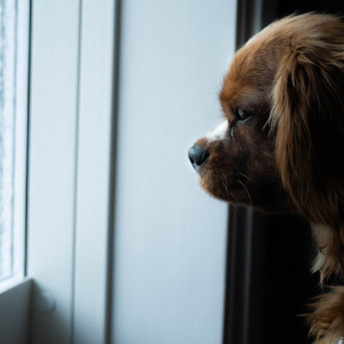 Managing Separation Anxiety When You Return to the Office