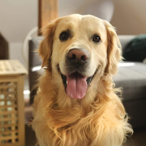 Golden retriever dog with tonque out sitting and loooking in different directions at home. Purebred pet doggy indoors portrait