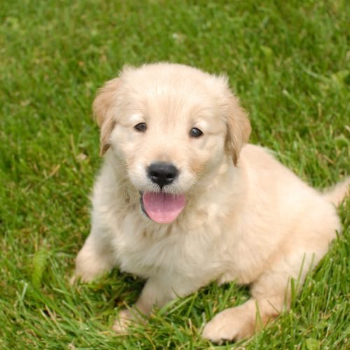 A shallow focus shot of a cute Golden Retriever puppy resting on a grass ground with a blurred background